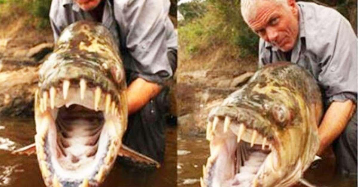 A Giant Piranha Has Been Caught In Congo River, Big Enough To Eat A Crocodile!
