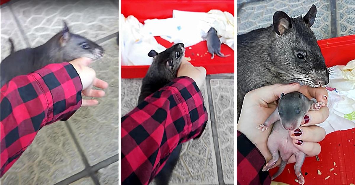 Giant Mother Rat Drags Human By Her Hand To Show Off Her New Babies