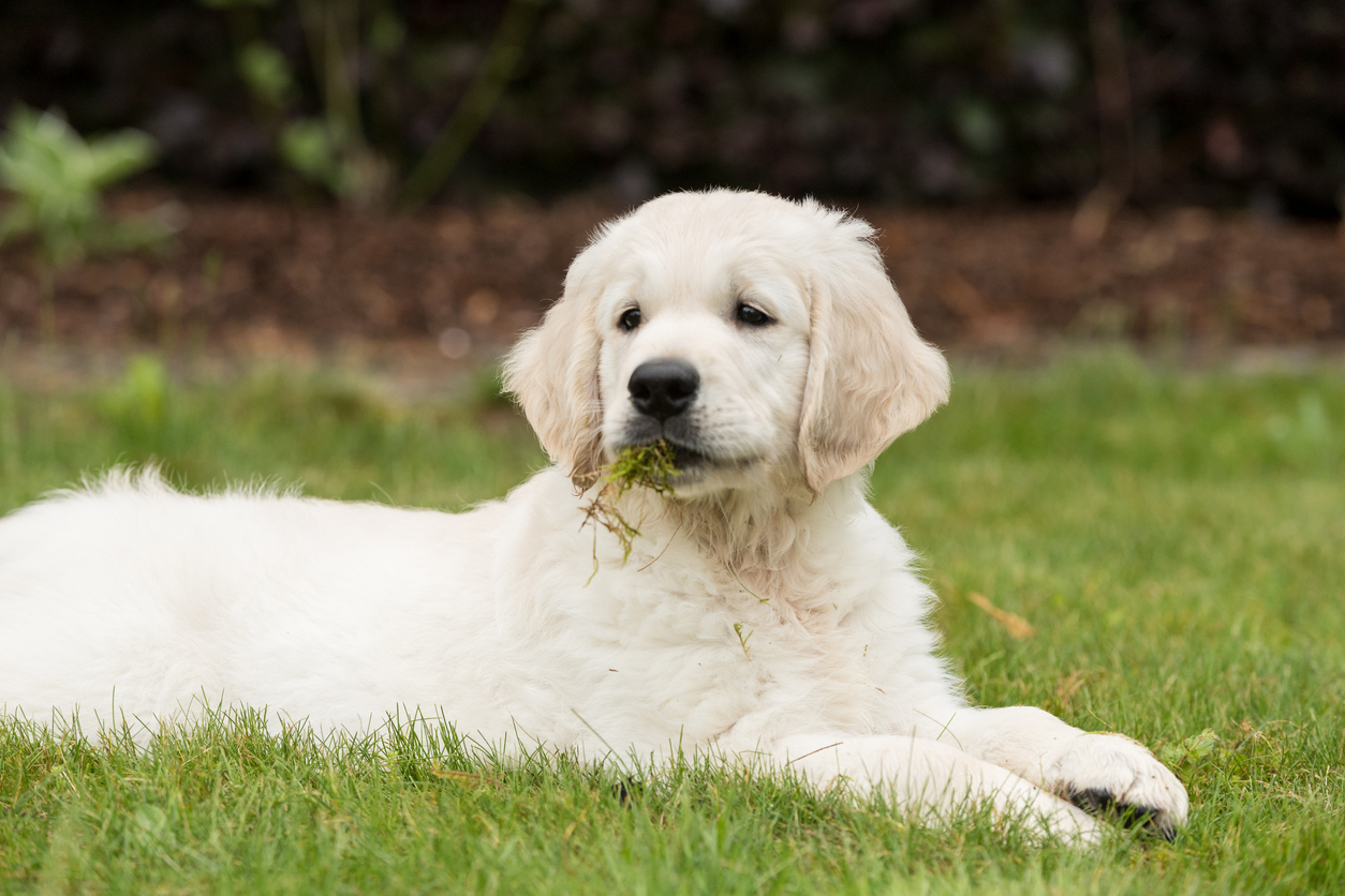 Why Do Dogs Eat Grass?