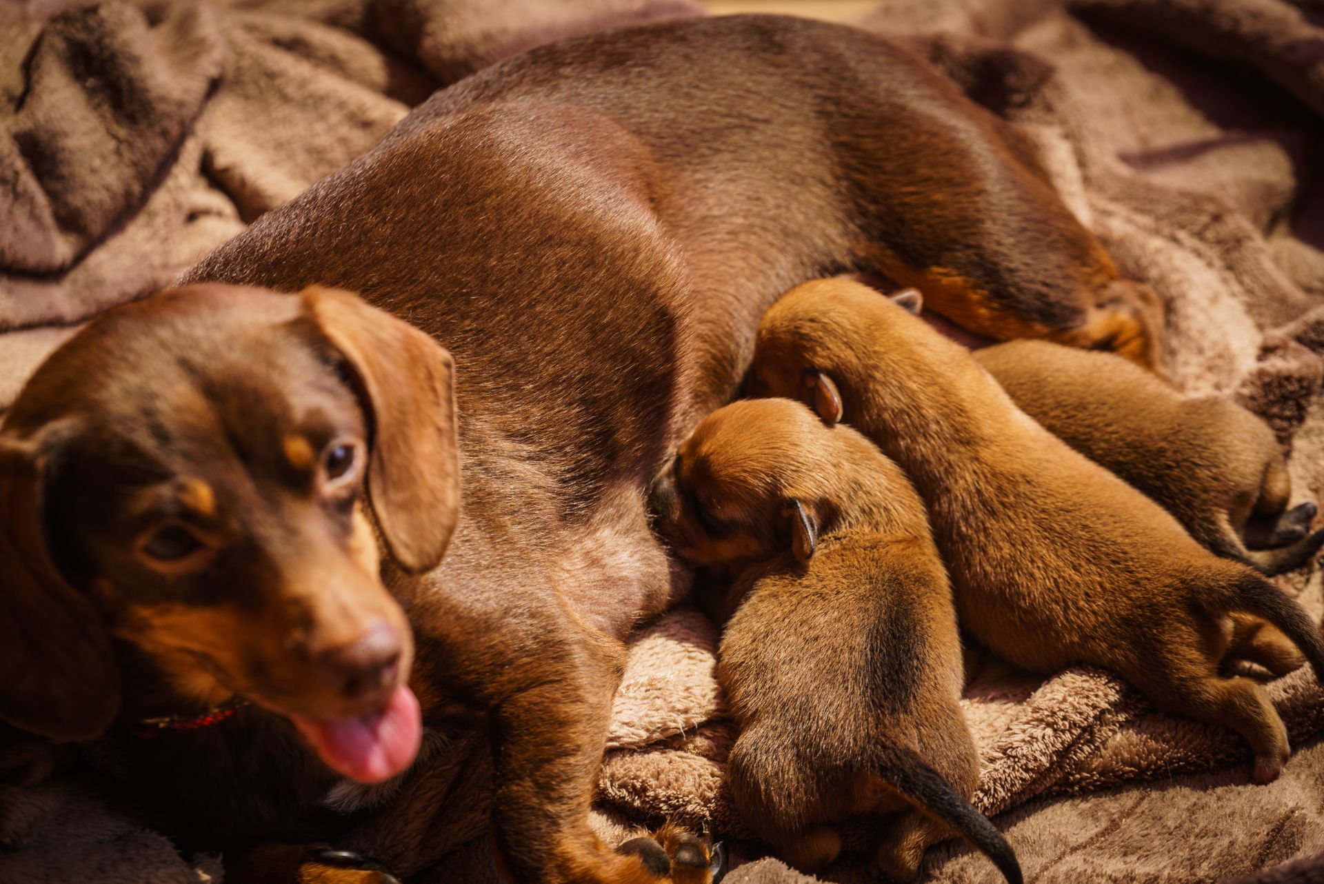 How Long is the Pregnancy of Dogs?