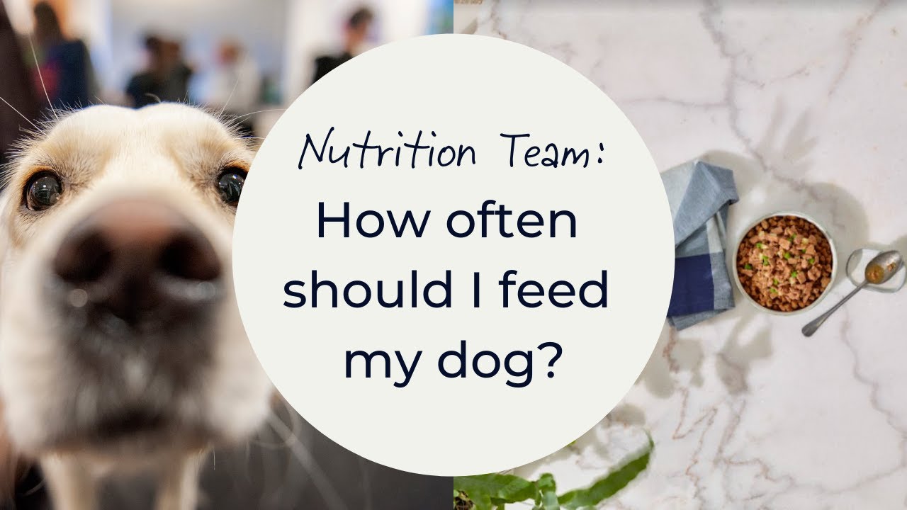 How often should I feed my dog ?
