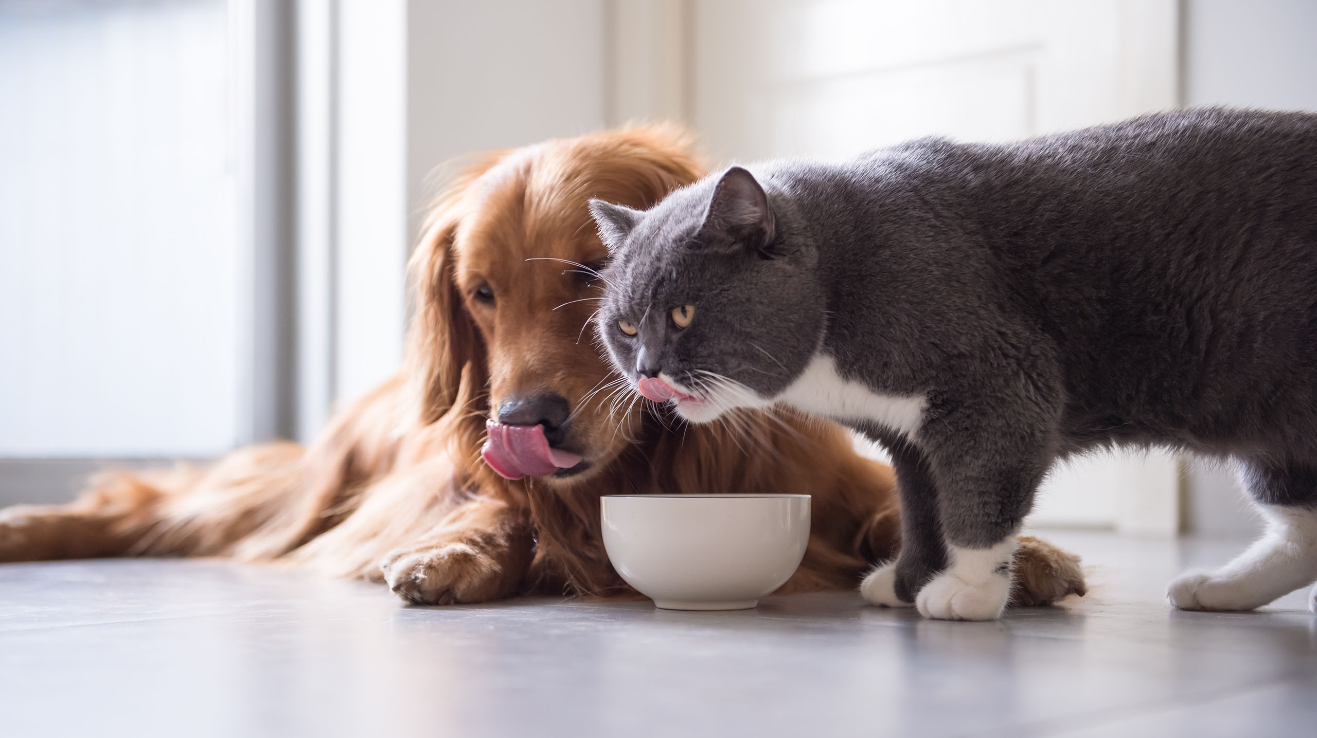 What Should I Feed My Dog or Cat? A Guide, to Special Pet Diets