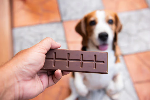 Should we feed chocolate to dogs?