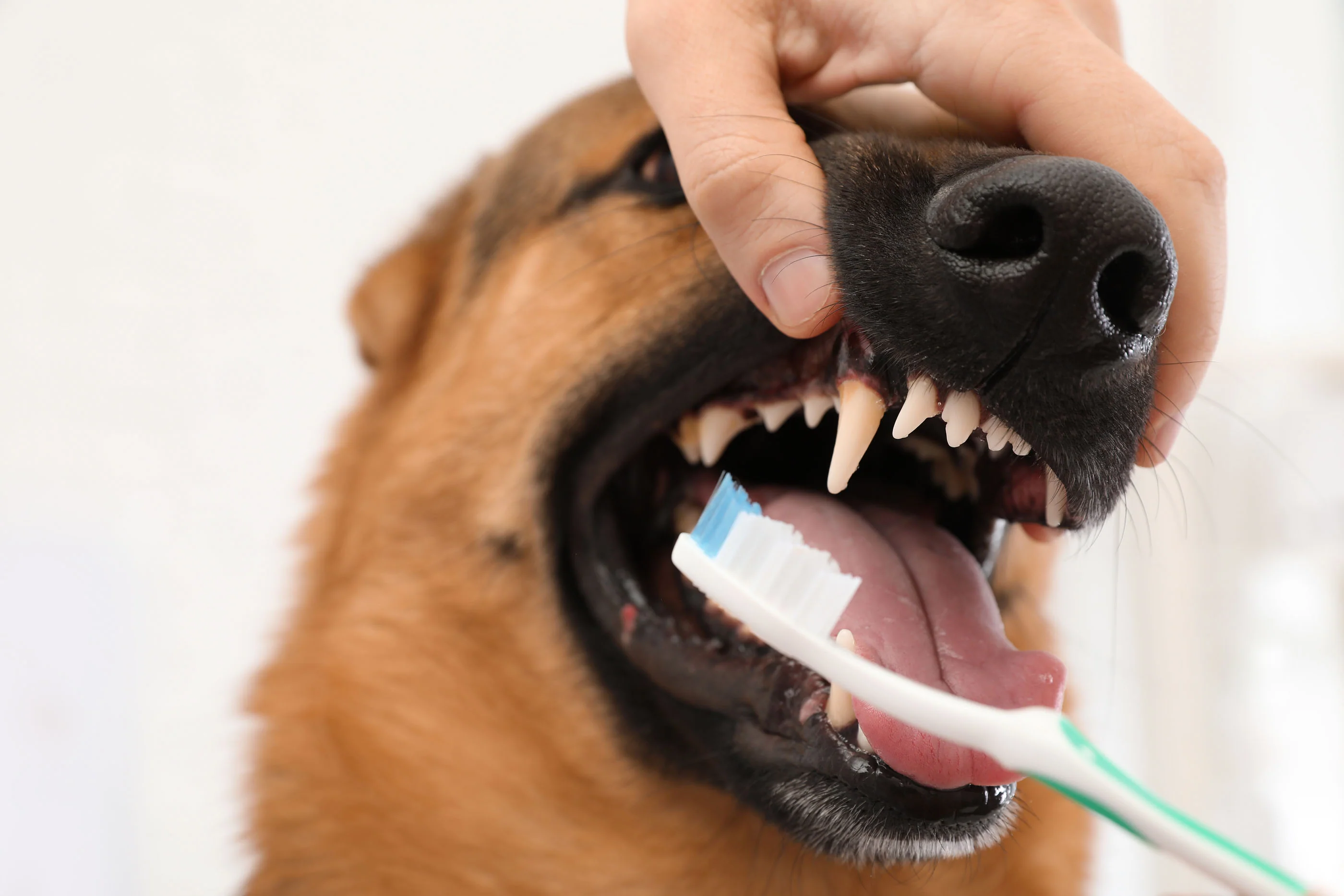 Should I brush my dog’s teeth?