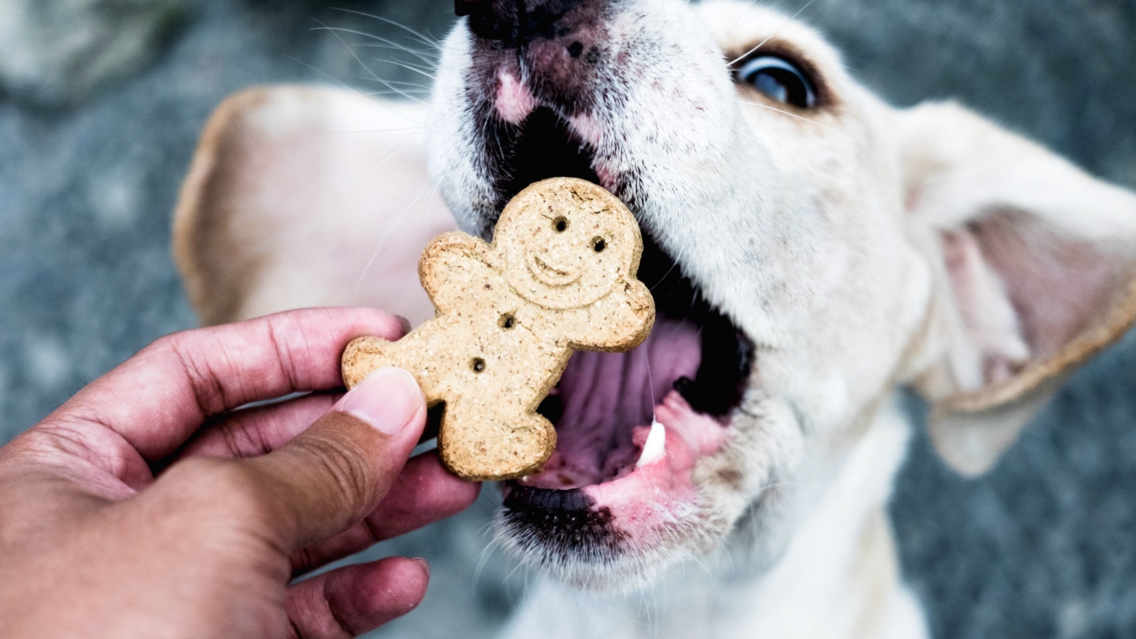 How treats should I give my pet every day?