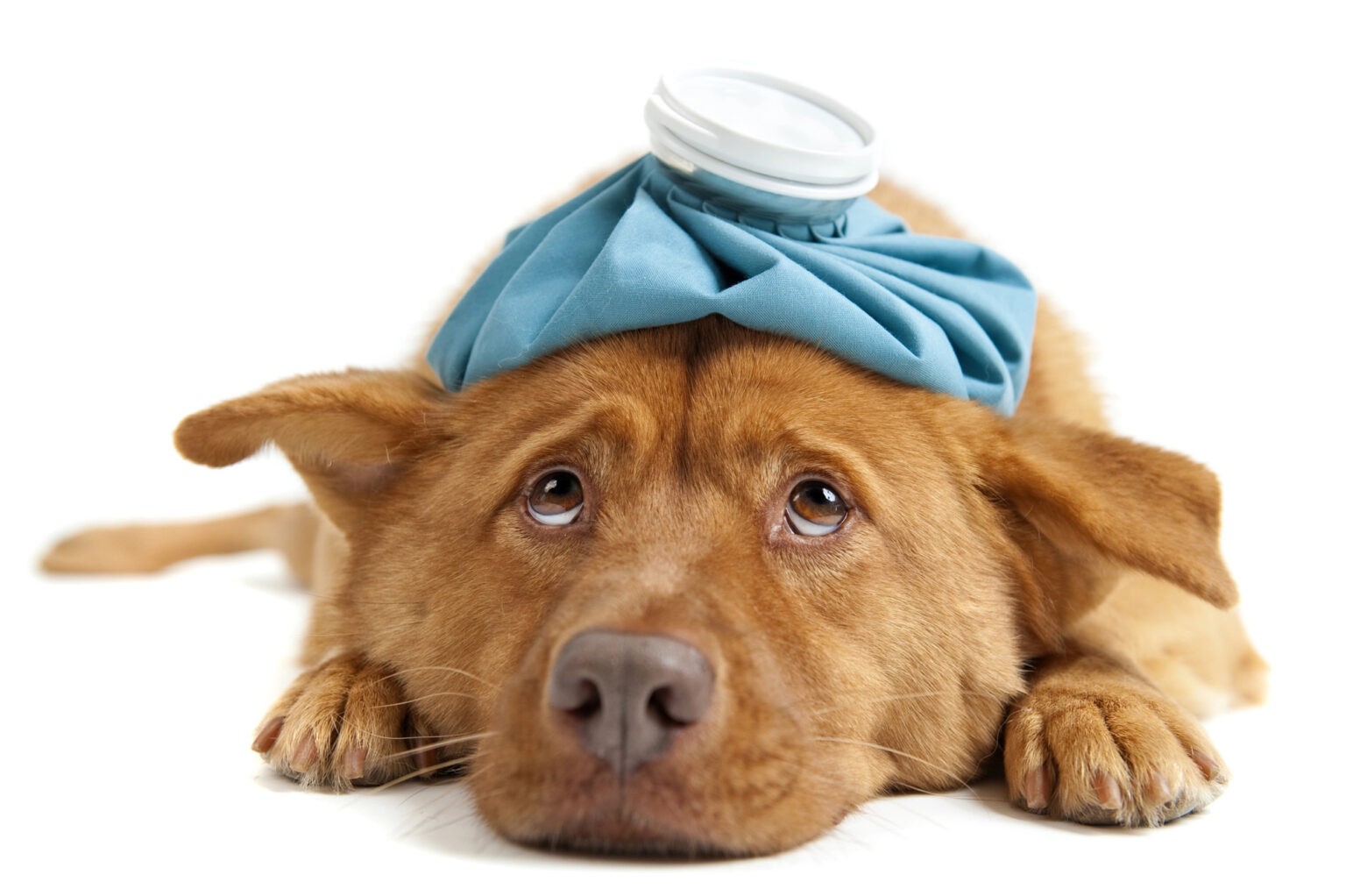Common Symptoms Can Tell If your Dog Is Sick