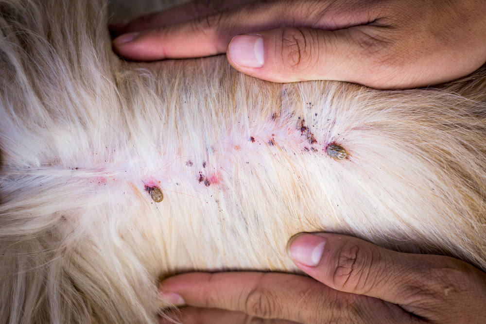 What Are Symptoms & Treatments For Tick Disease in Dogs