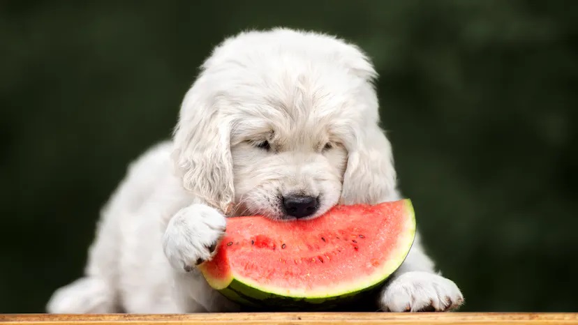 Can our dogs eat watermelon?