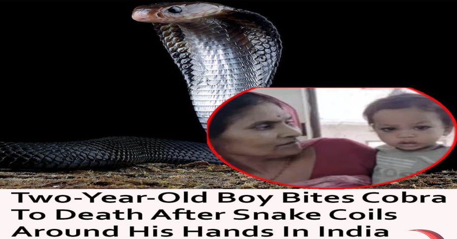 Two-Year-Old Boy Bites Cobra To Death After Snake Coils Around His Hands In India