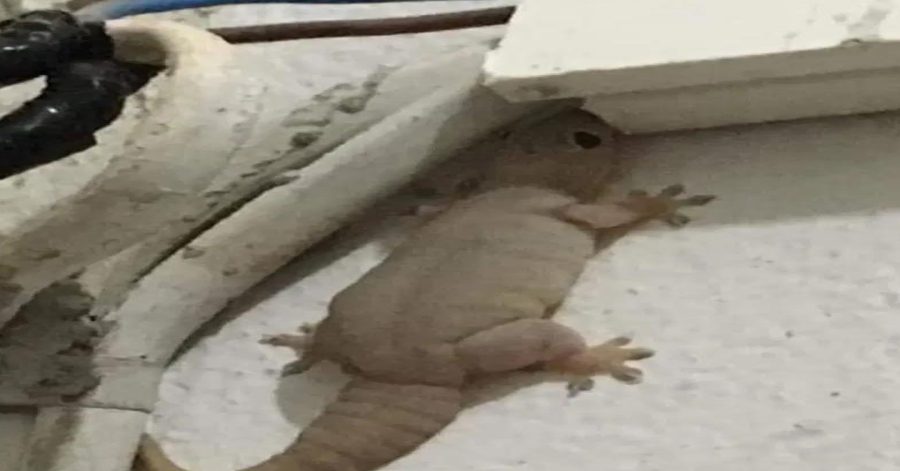 The Mysterious Meaning of the Appearance of an Owl and Other Lucky Animals