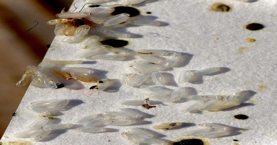 I thought it was just rice, but the truth turned out to be much worse