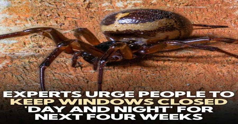 Keep Windows Shut to Stop the Spider from Entering Homes