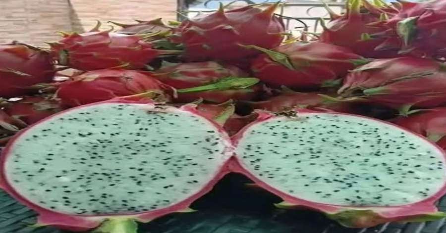 Doctor Reveals Eating Dragon Fruit Causes…