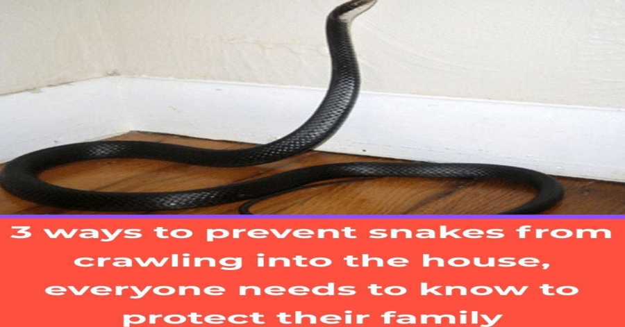 3 Effective Ways to Prevent Snakes from Entering Your Home