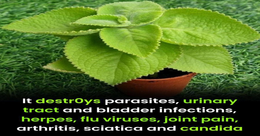 Oregano and Digestive Health