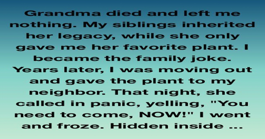 The Plant Grandma Left Me