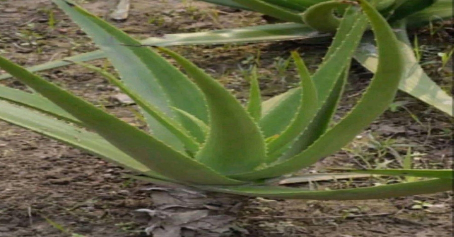 Just a piece of aloe vera and you will no longer suffer…