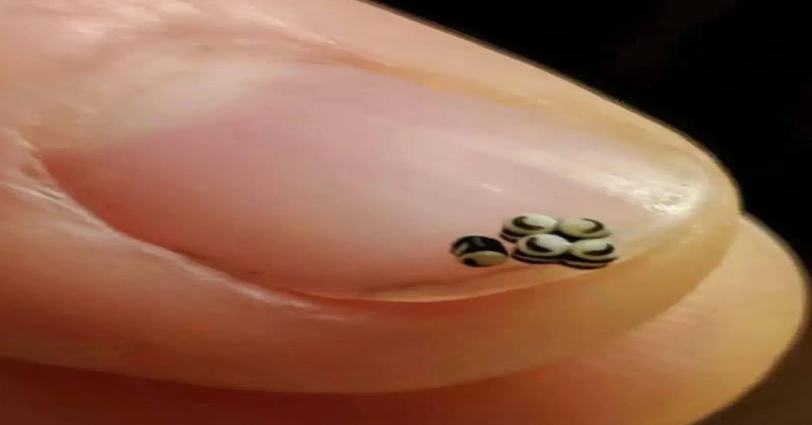 We ordered a salad, but there were tiny black specks in the food