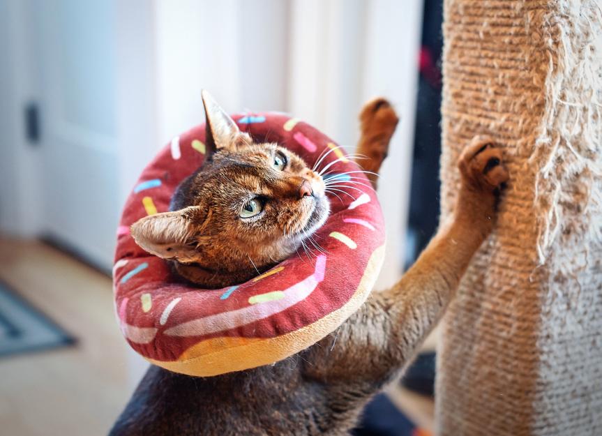 Is Your Cat Itchy? Understanding & Treating Feline Flea Allergy Dermatitis