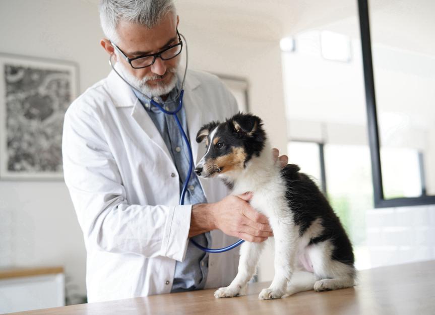 Is Sucralfate the Right Choice for Your Dog's Upset Stomach? A Vet's Honest Guide