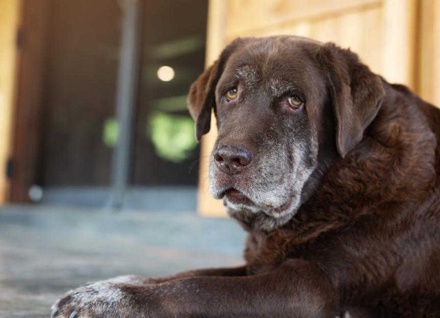 Selegiline (Anipryl®) Masterclass: Restoring Your Dog's Spark