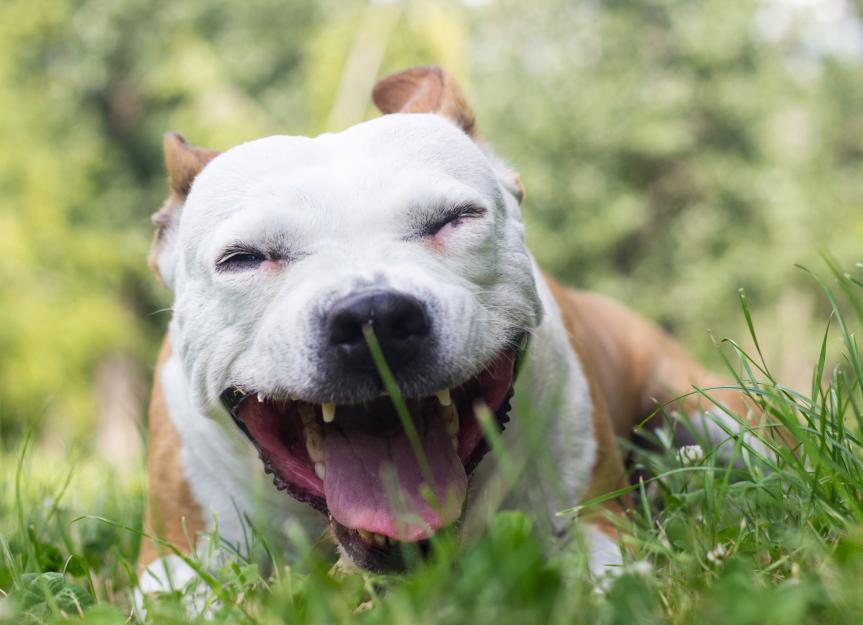 Why Is My Dog Coughing and Gagging? A Vet's Deep Dive