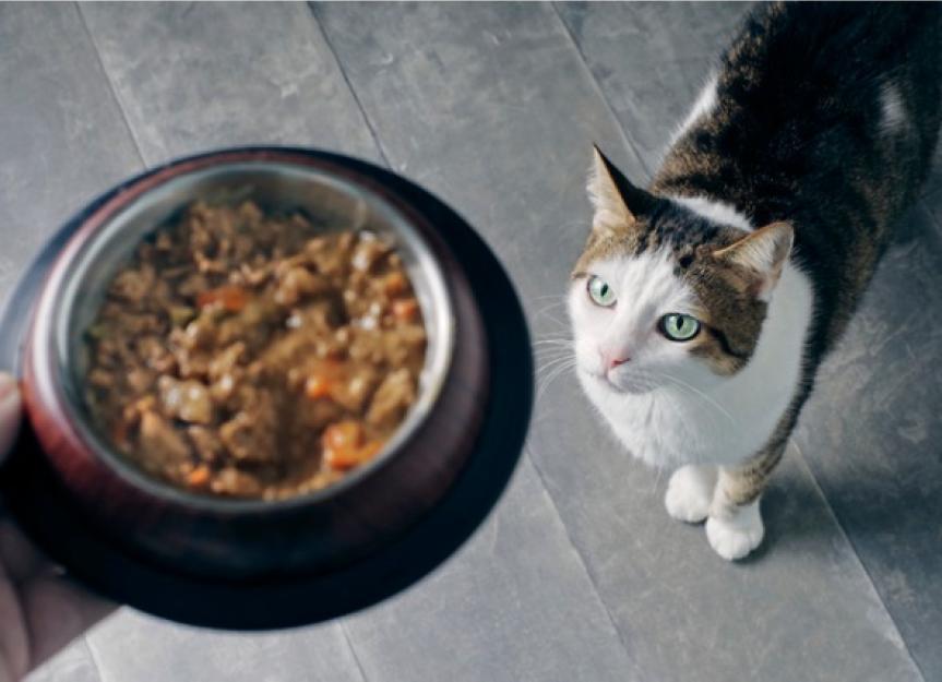 Is Organic Cat Food Really Better? The Non-Negotiable Truth