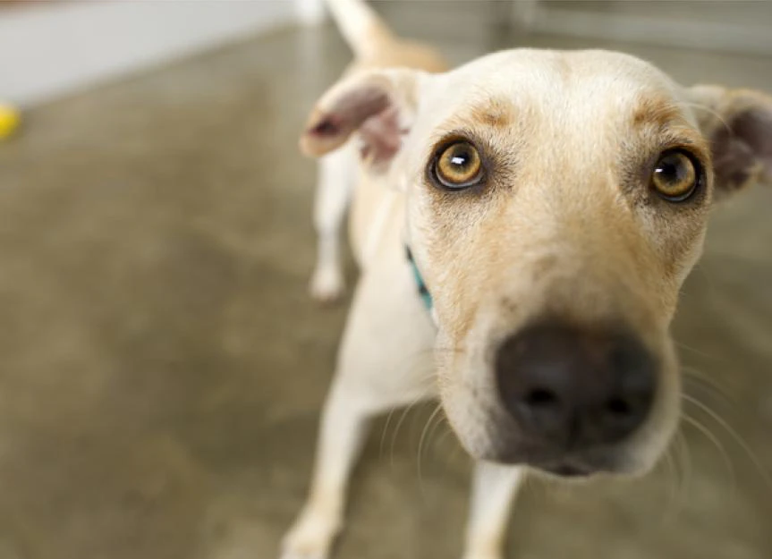 Is That Cream Safe? Avoiding Topical Medication Dangers in Pets