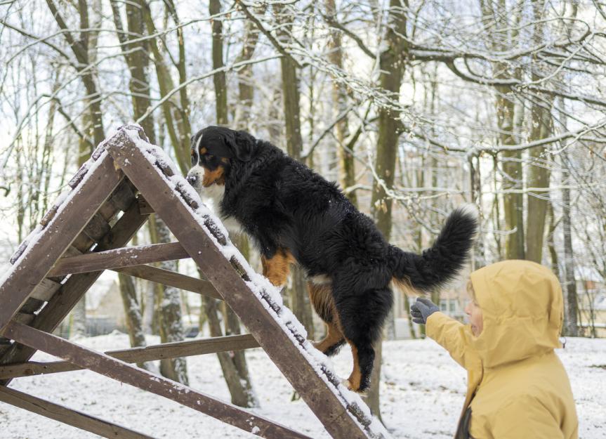 Wobbler Syndrome in Dogs: Understanding the Wobble and Finding Relief