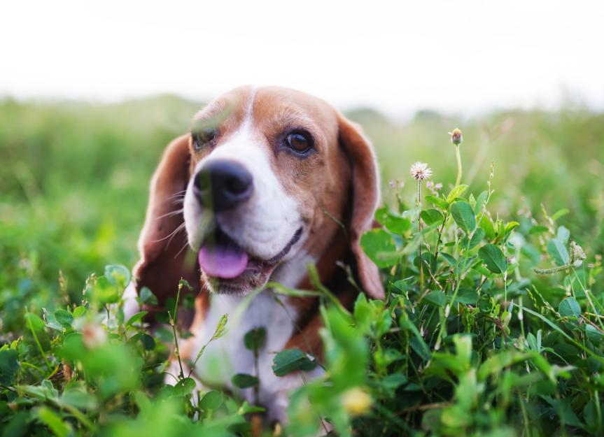 Dog Sneezing Fits: When to Worry and How to Help Your Pup