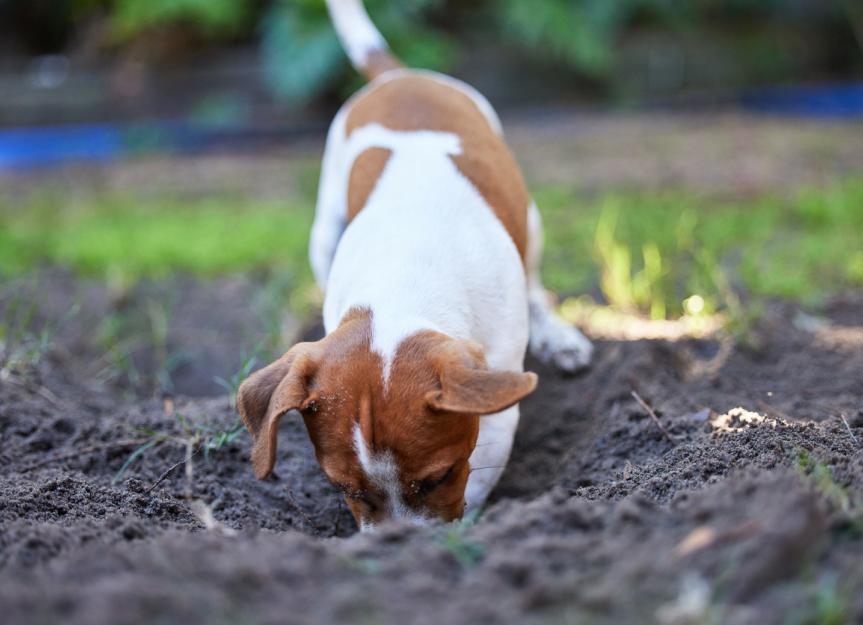 Dog Has Whipworms? A Vet's Deep Dive into Symptoms, Treatment, and Prevention