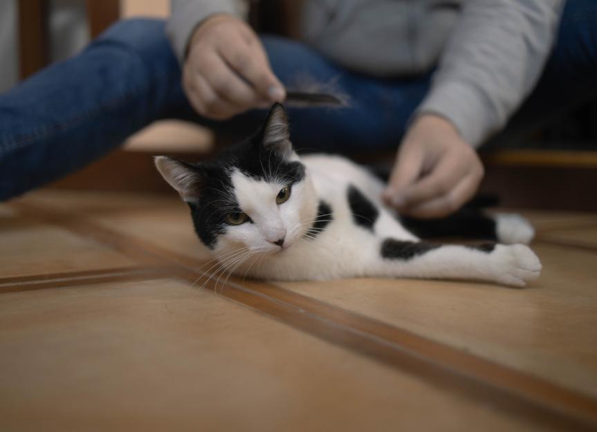 My Cat Has Walking Dandruff! A Vet's Guide to Cheyletiellosis