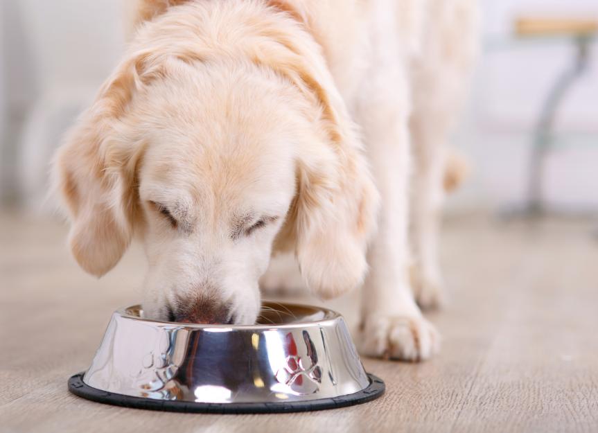 Beyond the Kibble: A Senior Dog Food Masterclass for Concerned Owners