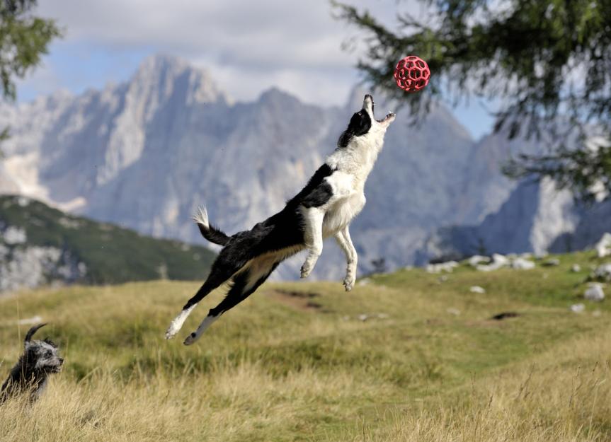 Is Flyball Right for My Dog? A Vet's Guide to Dog Flyball