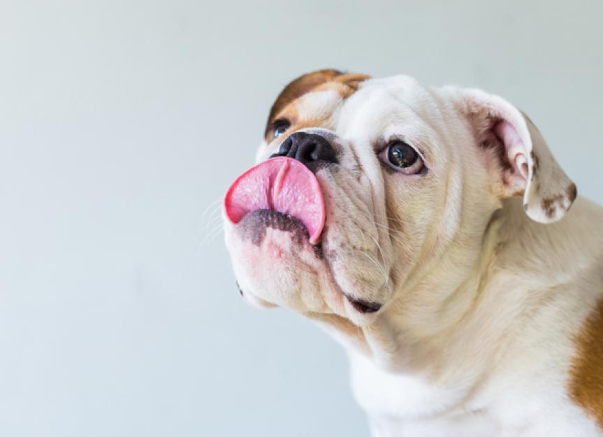 Is Your Dog's Dry Mouth a Hidden Problem? Causes & Relief