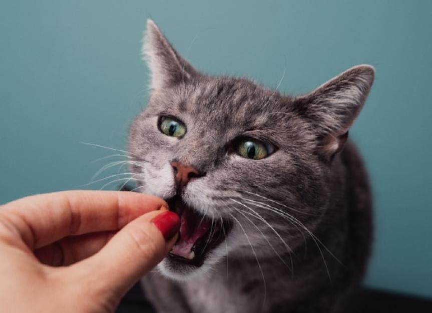 Is Human-Grade Cat Food Worth It? The Vet's Honest Take