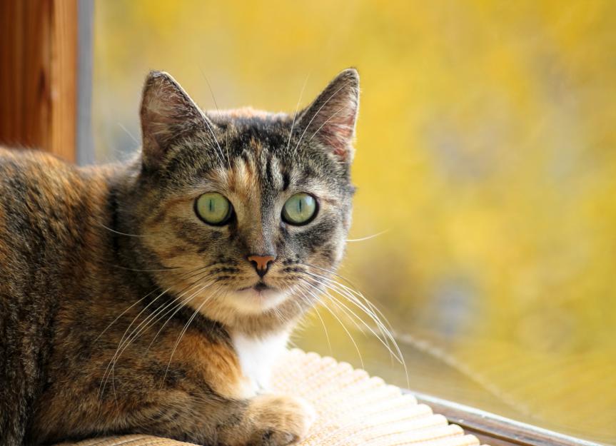 My Cat Has Diarrhea: Expert-Approved Home Treatment and When to Panic