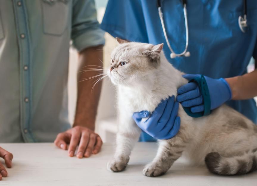 Cat Urinary Incontinence: Causes, Diagnosis & Expert Care