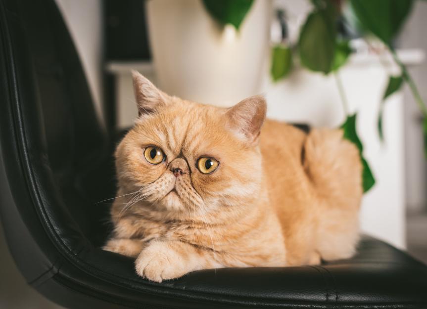 Decoding Yellow Skin: A Vet's Guide to Jaundice (Icterus) in Cats