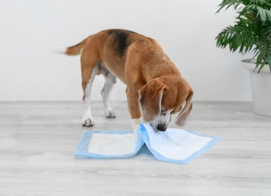 My Puppy Has Diarrhea! A Vet's Guide to Causes, Care, and When to Worry