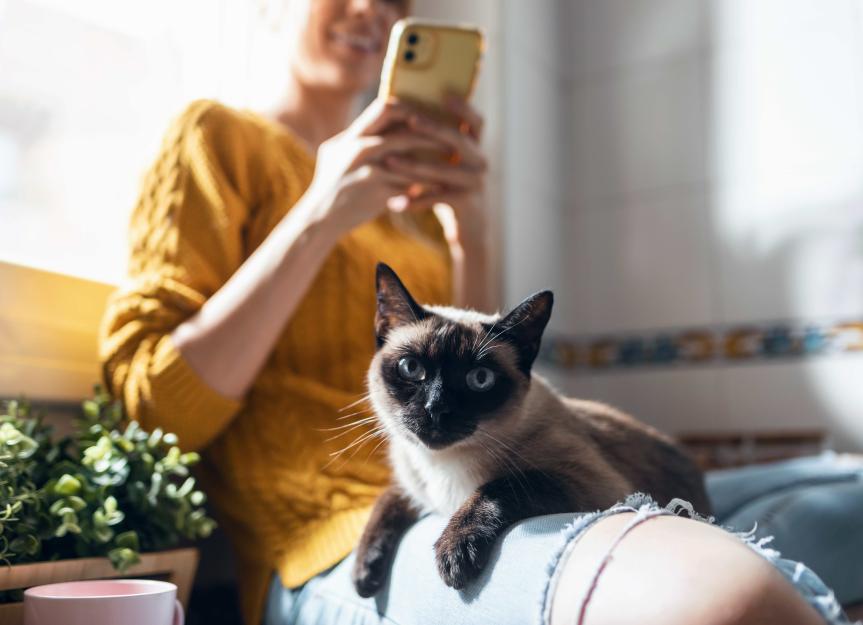 Choosing a Hypoallergenic Cat: Expert Advice for Allergy Sufferers