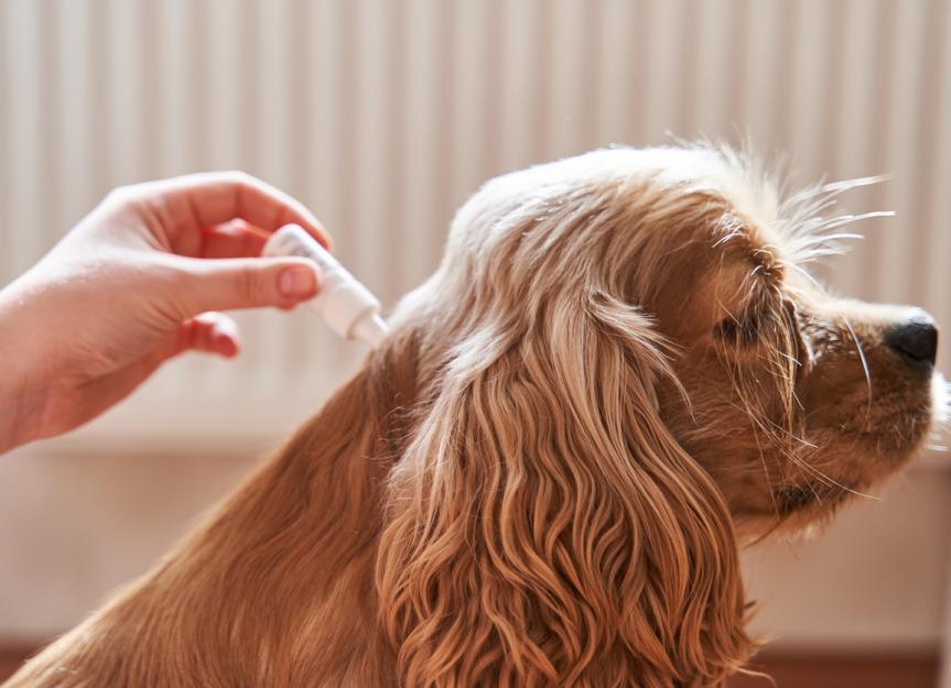 How Long Does Flea and Tick Treatment Take to Work on Dogs? [2024 Vet Guide]