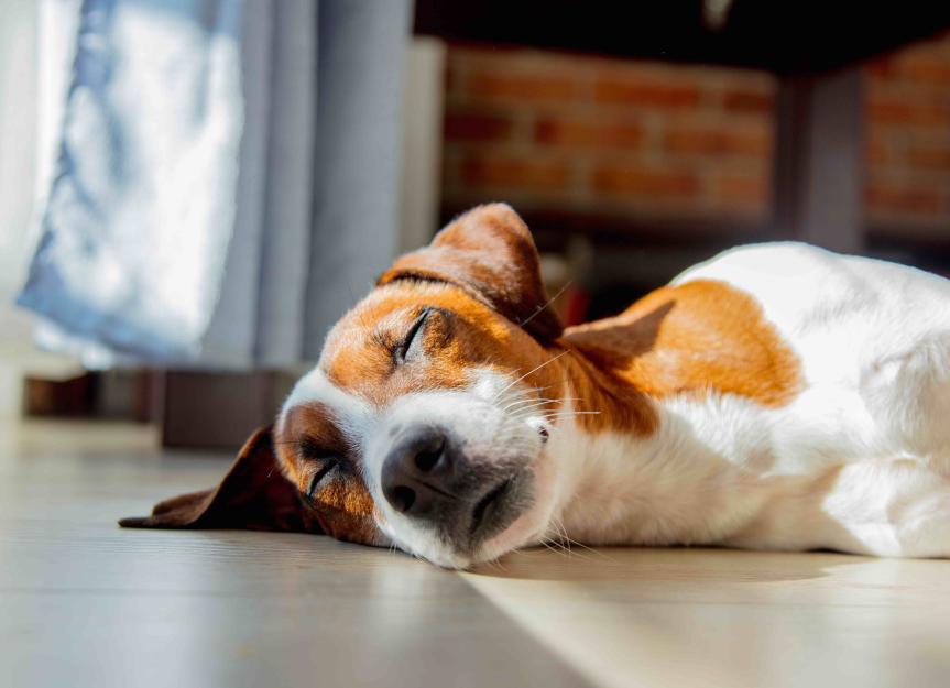 Melatonin for Dogs: Dosage, Benefits, and Calming Anxieties