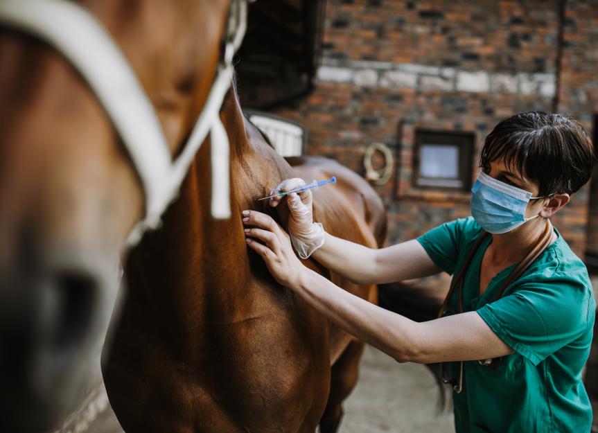 Zimeta® for Horses: A Vet's Deep Dive on Fever Control