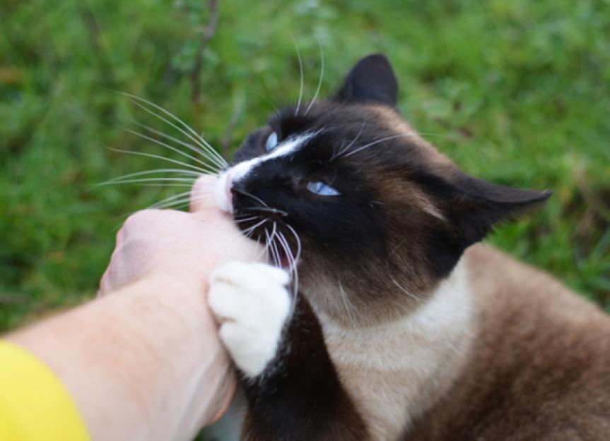 Decoding Cat Language: A Vet's Guide to Preventing Bites & Aggression