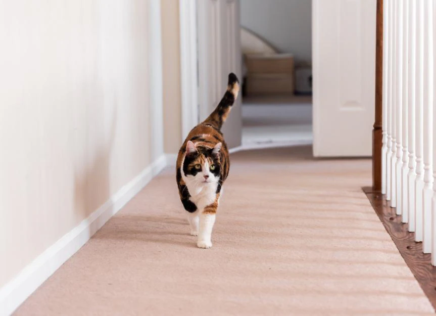 Whipworms in Cats: Symptoms, Diagnosis, and Home Care Strategies