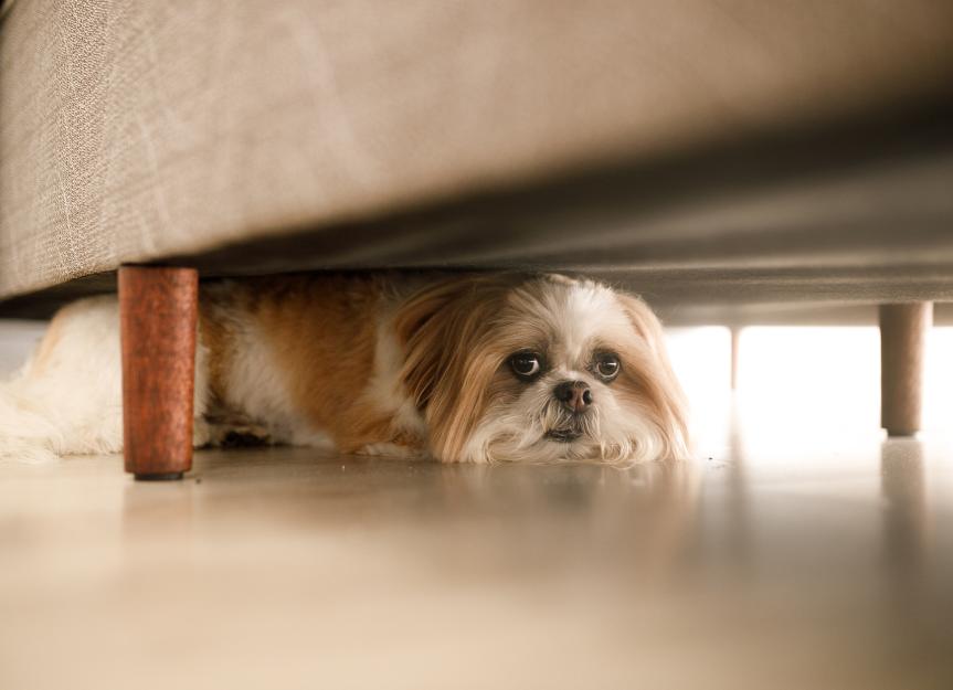 Sileo® for Dogs: A Vet's Masterclass on Calming Noise Anxiety