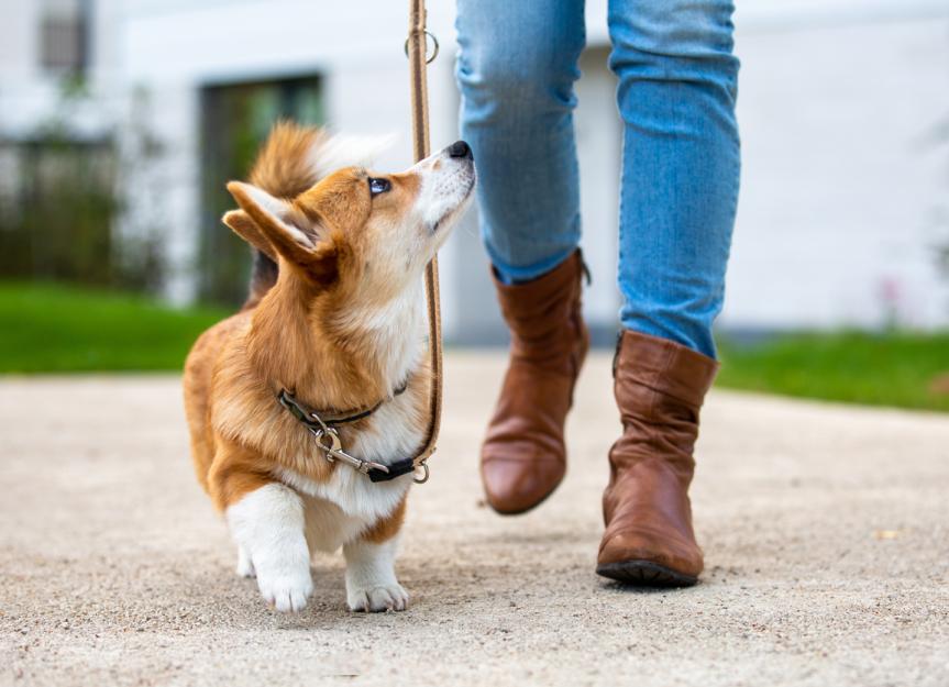 Is SMZ-TMP Safe for My Dog? A Vet's Deep Dive