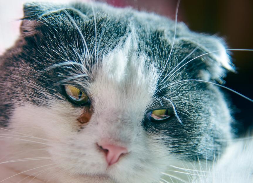 Feline Epiphora: Why Your Cat Has Watery Eyes and How to Help