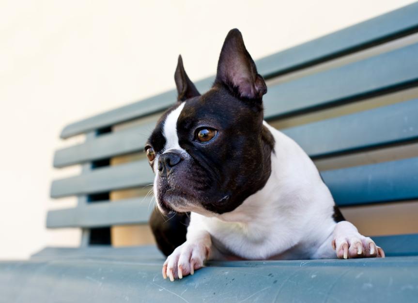 French Bulldog vs. Boston Terrier: Decoding the Differences (A Vet's Guide)